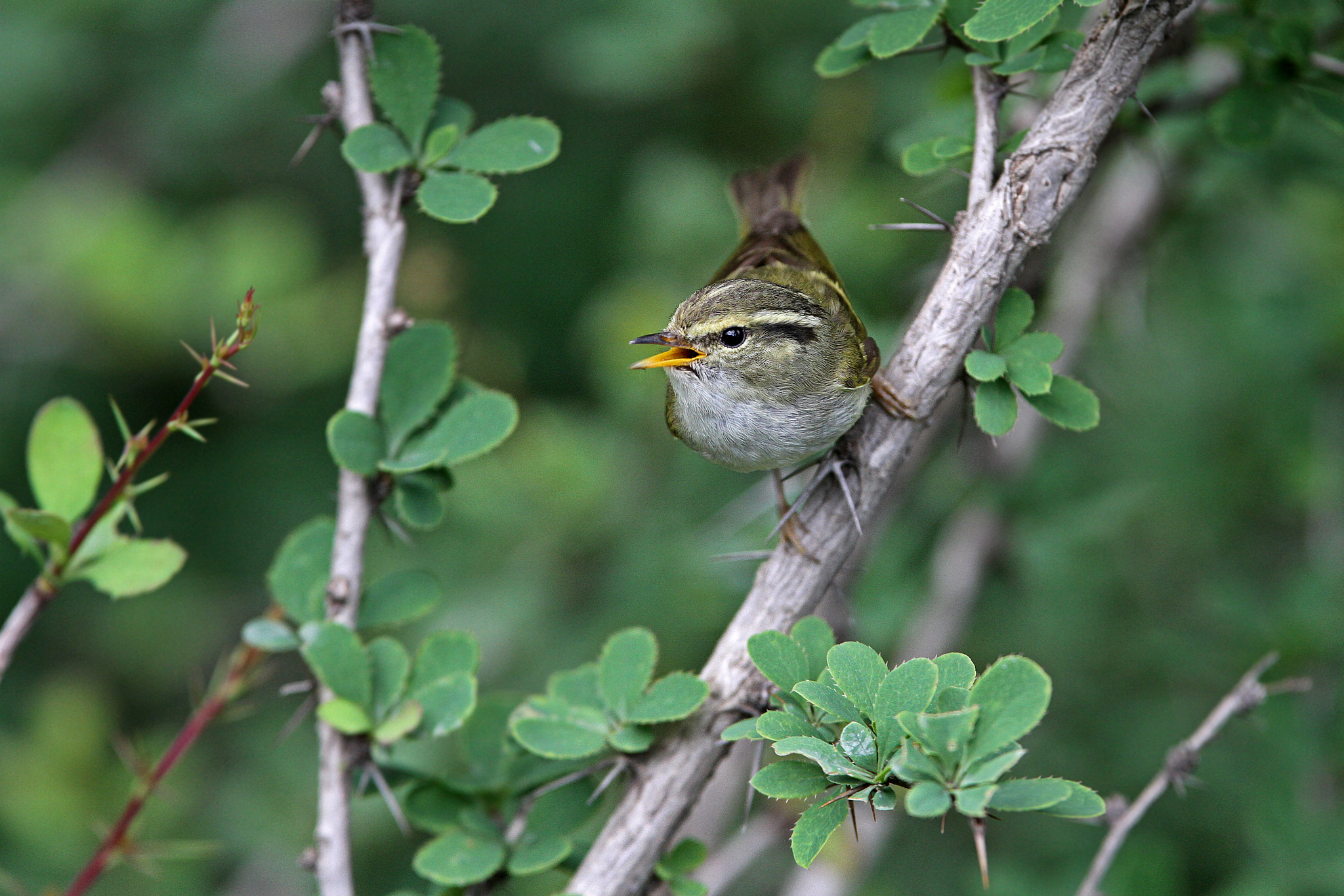 Gansu Leaf Warbler