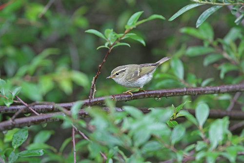 Gansu Leaf Warbler (Phylloscopus kansuensis), photo 6