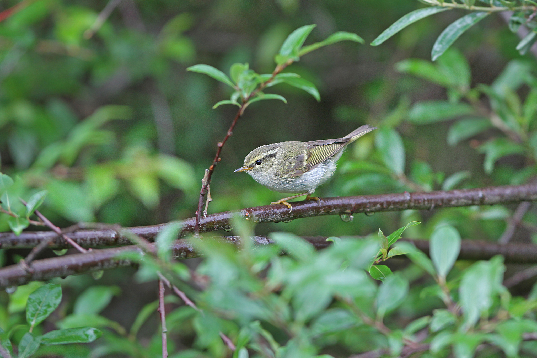 Gansu Leaf Warbler