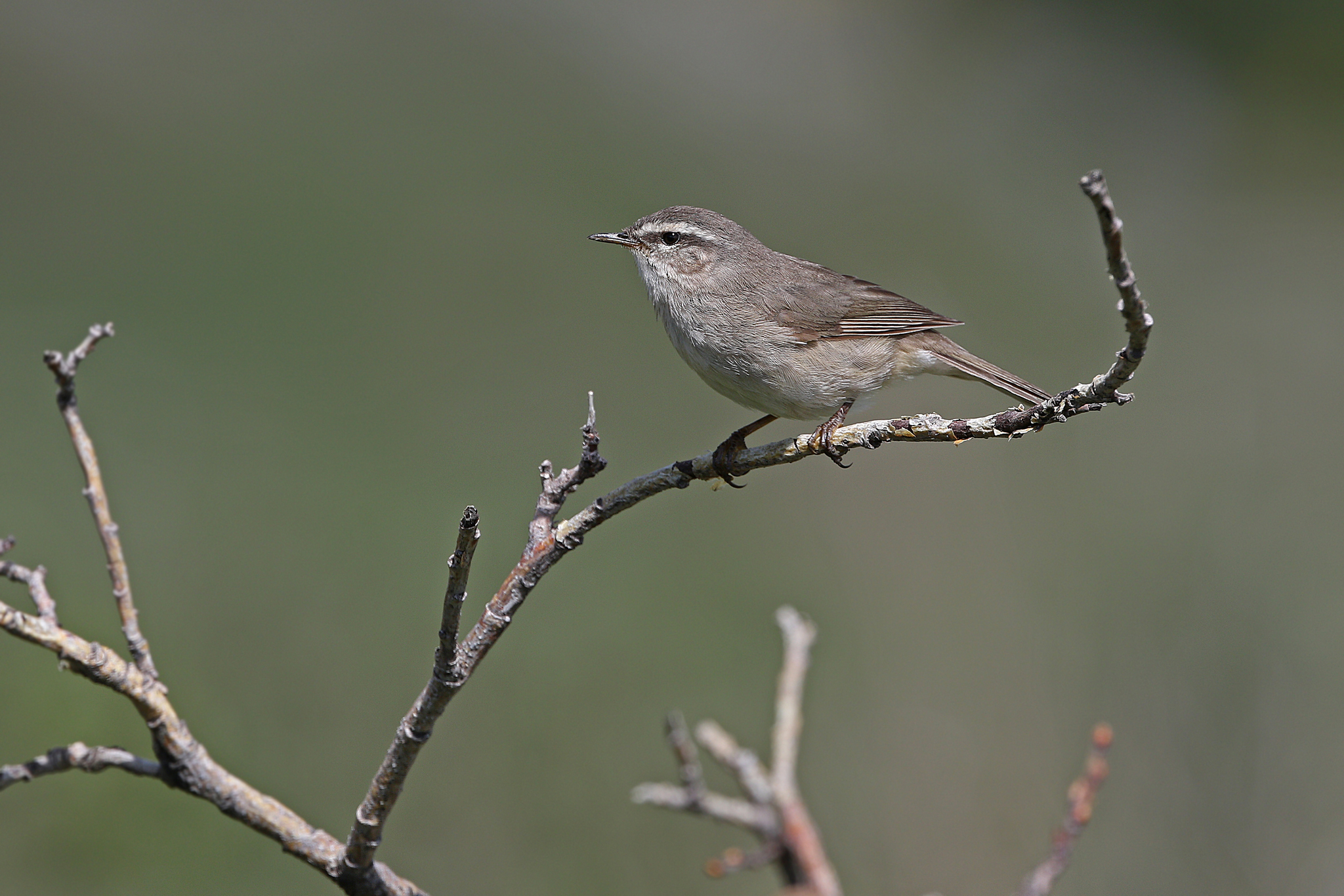 Smoky Warbler