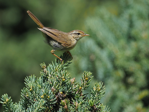 Yellow-streaked Warbler (Phylloscopus armandii), photo 3