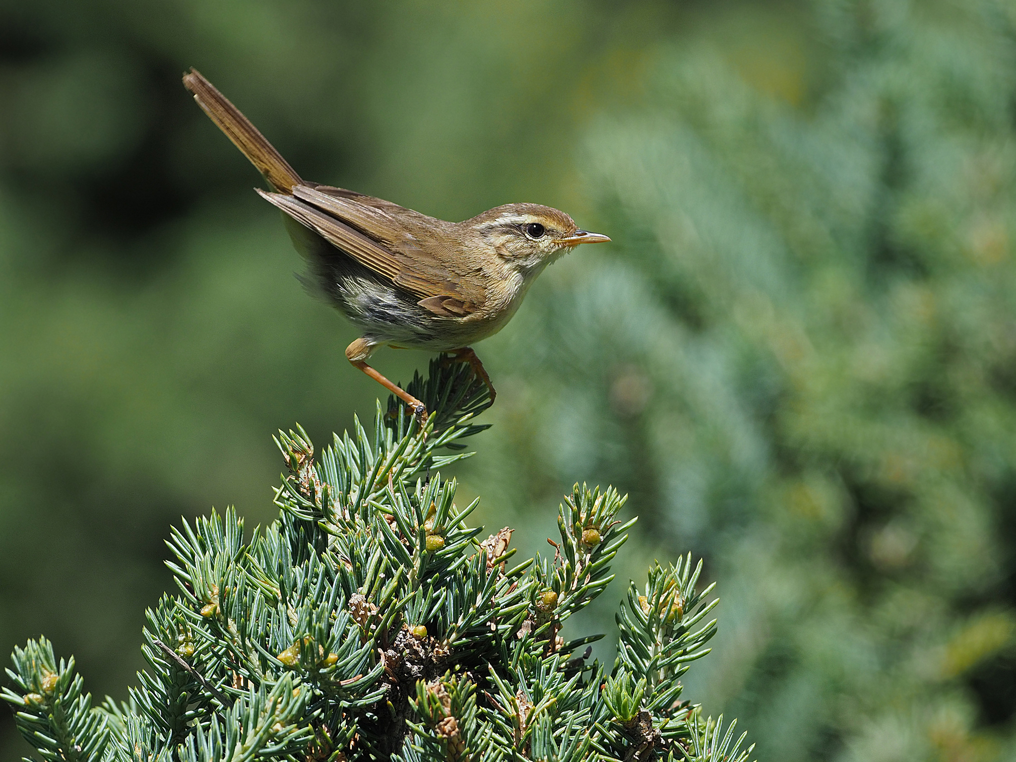 Yellow-streaked Warbler