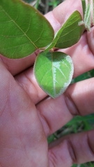 Desmodium molliculum