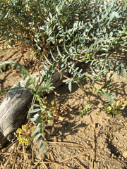 Astragalus douglasii parishii