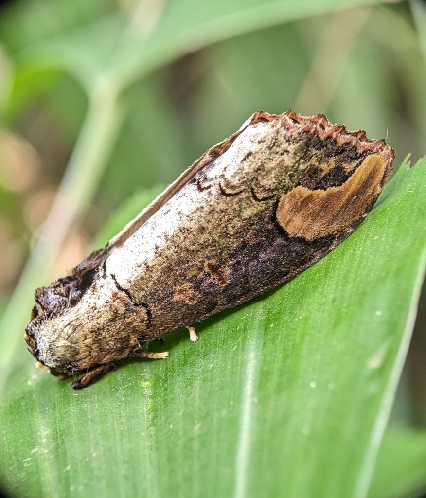 Phalera