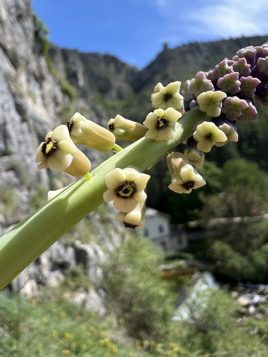 Muscari tenuiflorum (Muscari tenuiflorum)