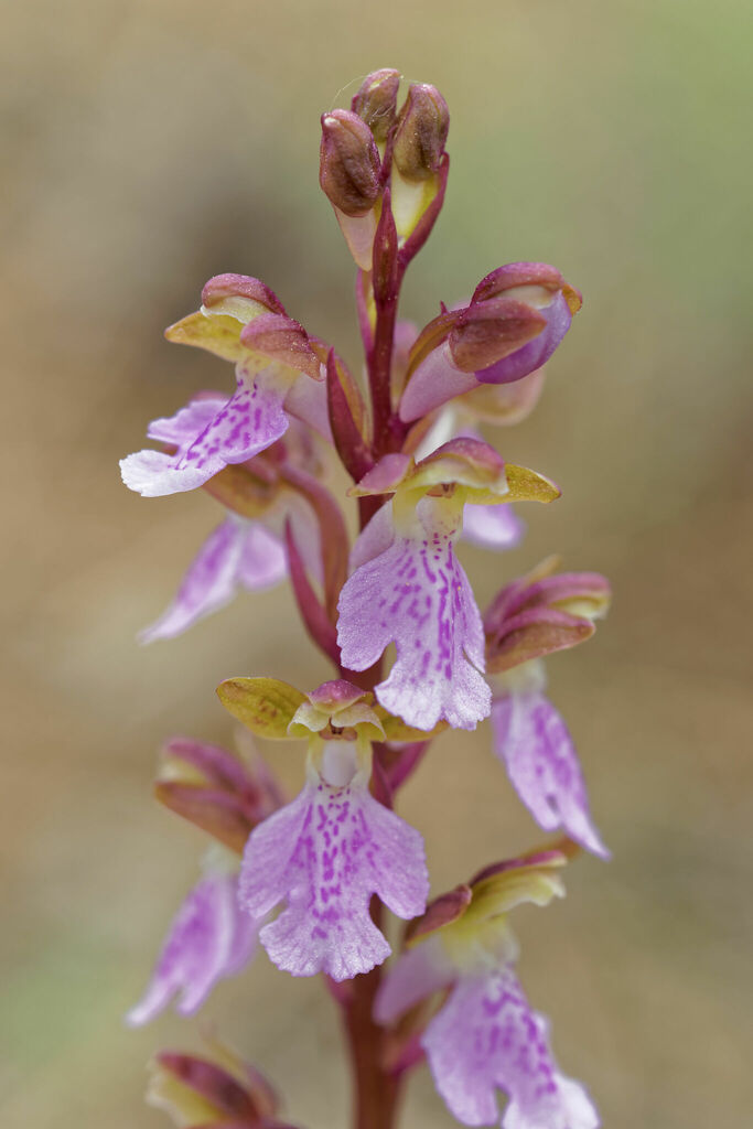 Orchis spitzelii