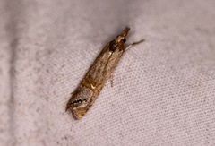 Euchromius californicalis