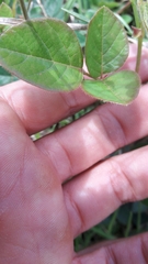 Desmodium molliculum