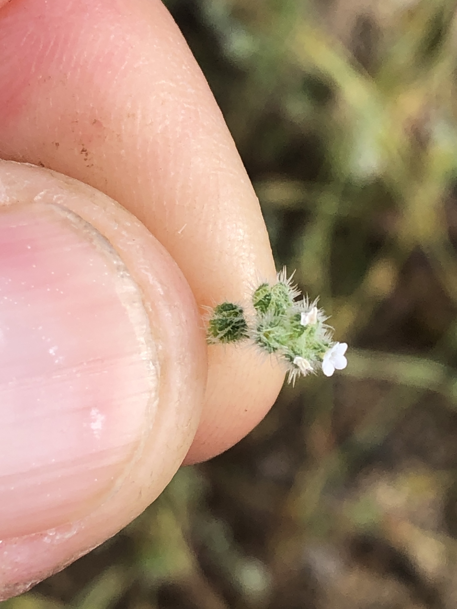 Plagiobothrys collinus var. fulvescens