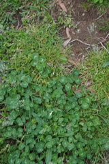 Trifolium repens