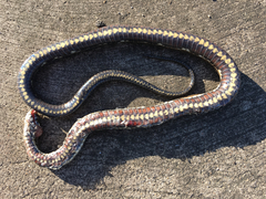 Nerodia clarkii clarkii