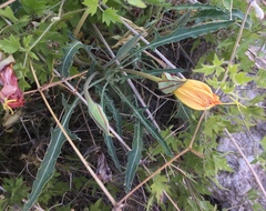 Oenothera brachycarpa