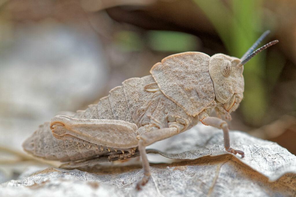 Speckled Stone Grasshopper