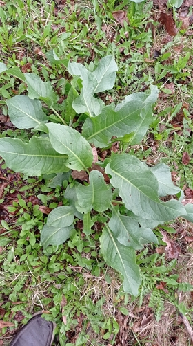 Наблюдение на iNaturalist
