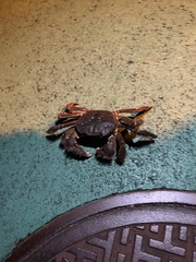 オガサワラモクズガニ