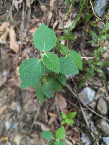 Triumfetta tomentosa observed 2024-04-18