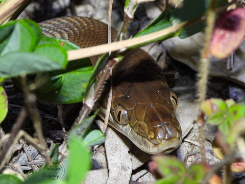 Water Python sighting