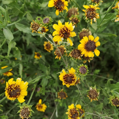 Image of Helianthus laciniatus by (c) Alejandro Arguelles, some rights reserved (CC BY-SA)