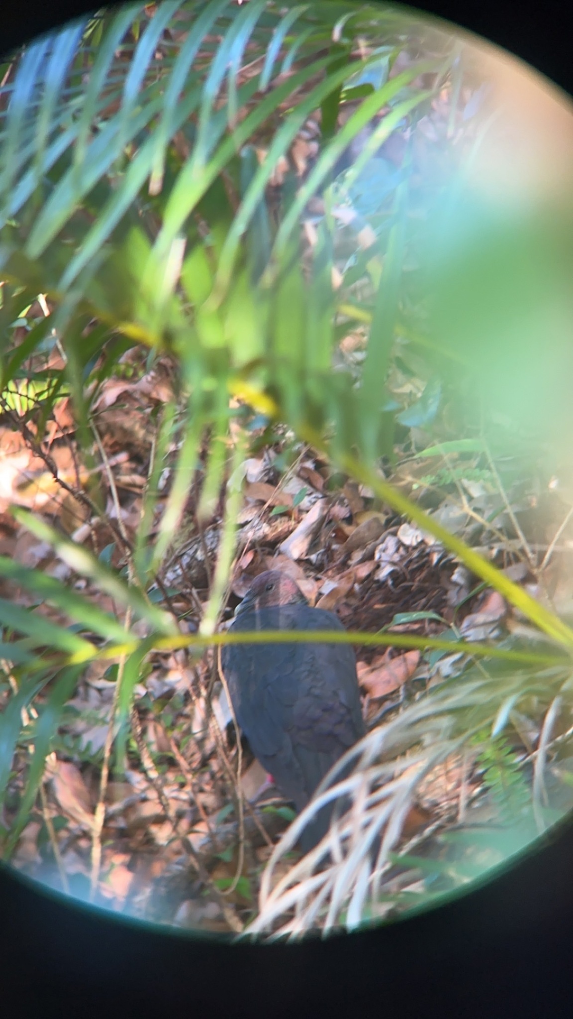 Black Wood Pigeon (Columba janthina), photo 9