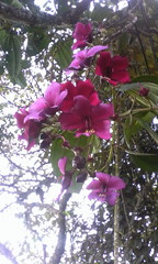 Meriania nobilis