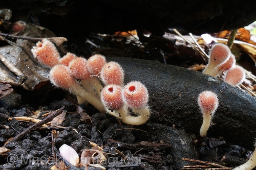Microstoma macrosporum