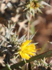 Berkheya carlinifolia
