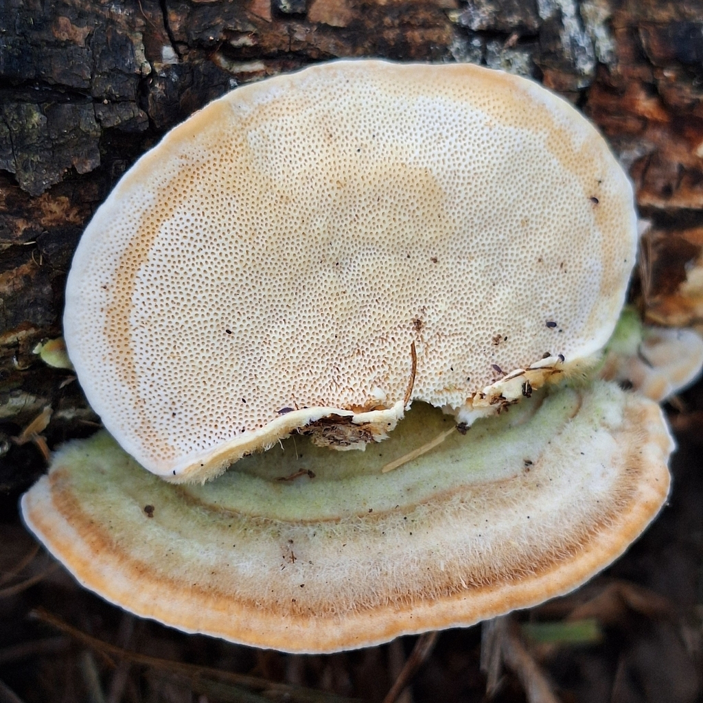Trametes villosa · April 2024 · photo: © deniszabin (iNaturalist, cc-by)