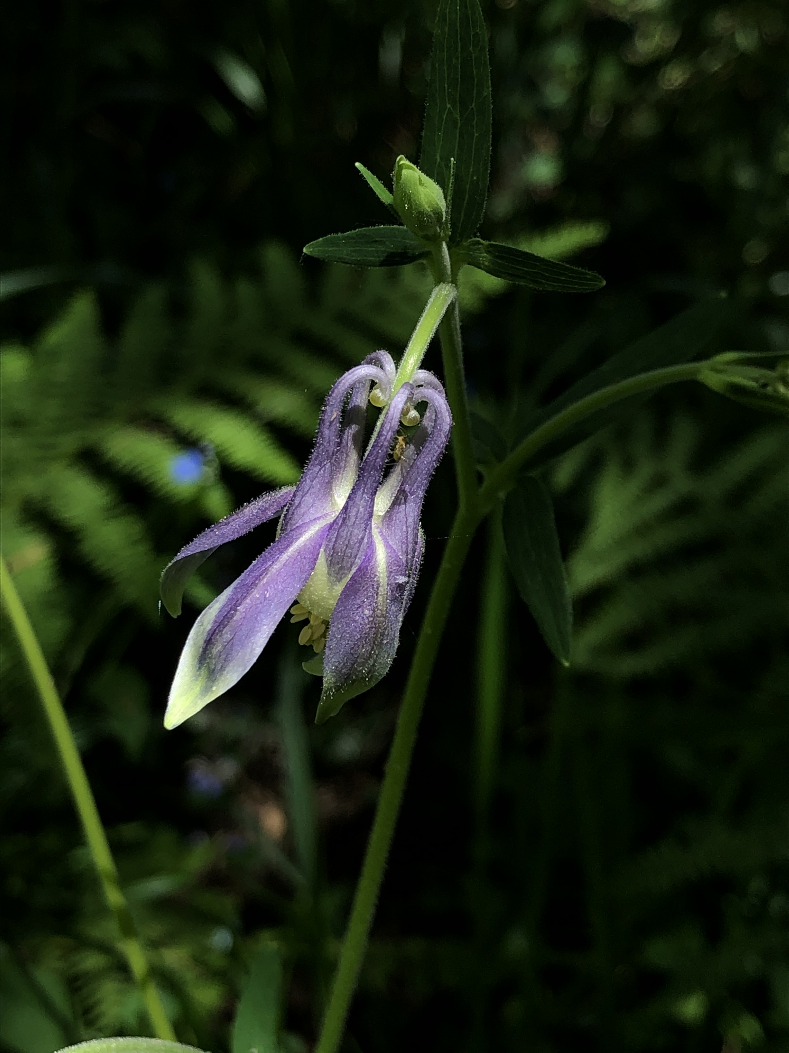 Aquilegia vulgaris