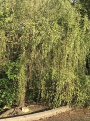 Image of Salix babylonica