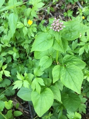 Valeriana pauciflora