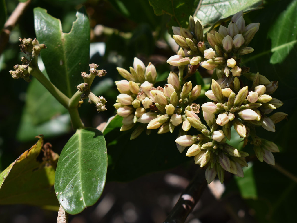 Northern Silkpod