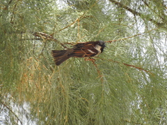 Passer domesticus