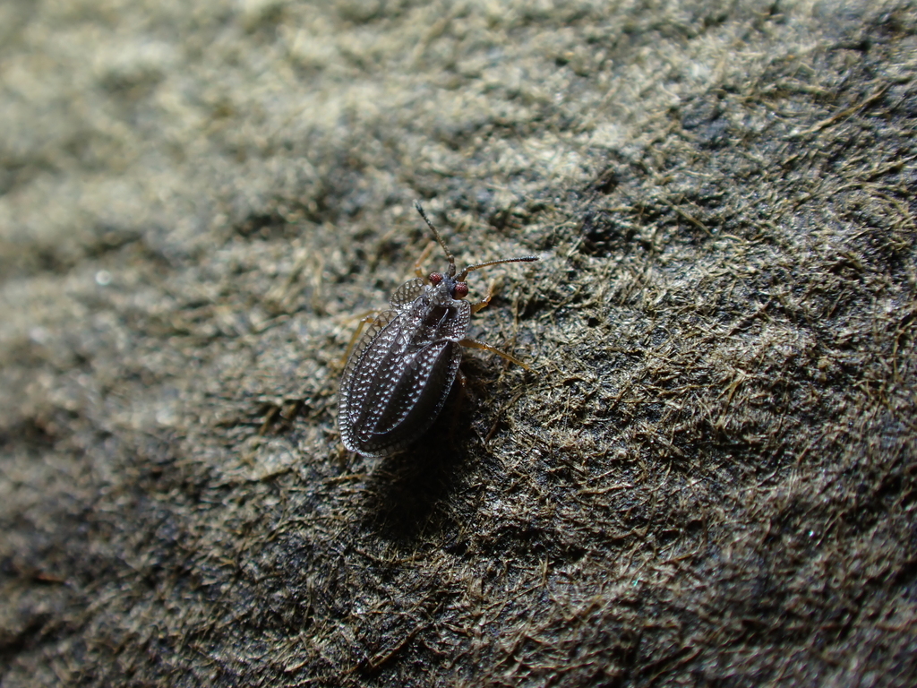 Acalypta platycheila
