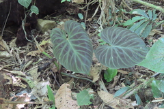 Philodendron verrucosum image