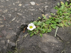 Nierembergia repens
