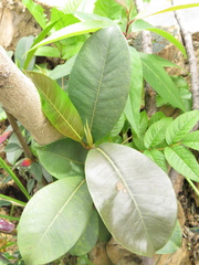 Ficus americana