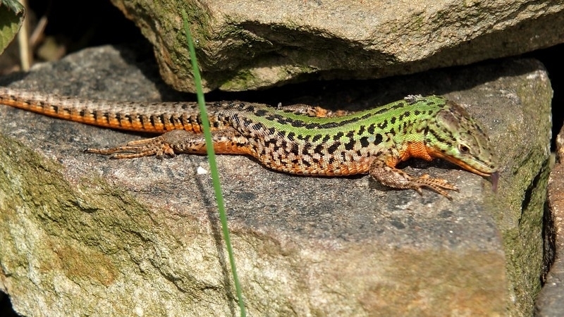 April Lizard Northern Italian Wall Lizard in April 2024 by robert_s. Ortsfremdes ...