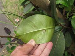 Ficus americana