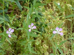Clarkia delicata