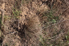 Tribolium hispidum