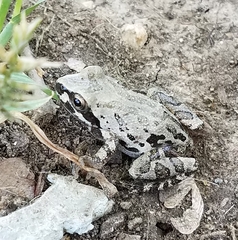 Pseudacris streckeri