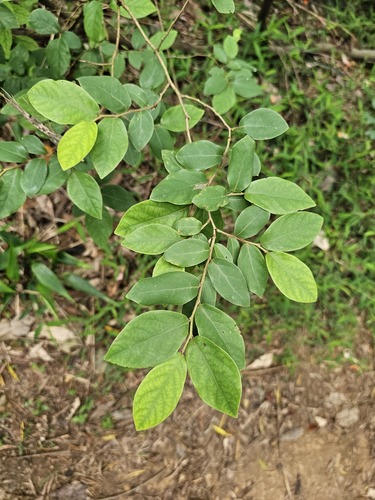 Lindera glauca iNat (2)