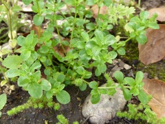 Polycarpon tetraphyllum tetraphyllum