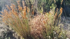 Thamnochortus punctatus