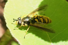Somula decora