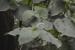 Piper auritum