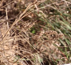 Tribolium hispidum
