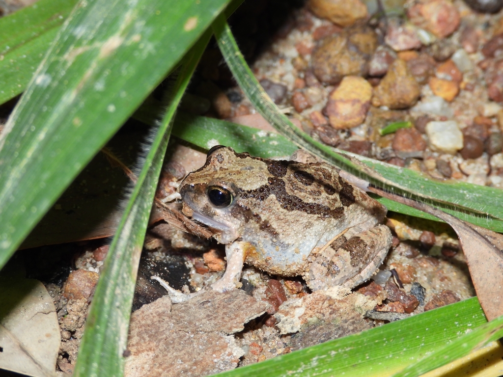 Ornate Burrowing Frog from Lee Point NT 0810, Australia on April 10 ...