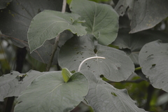 Piper auritum